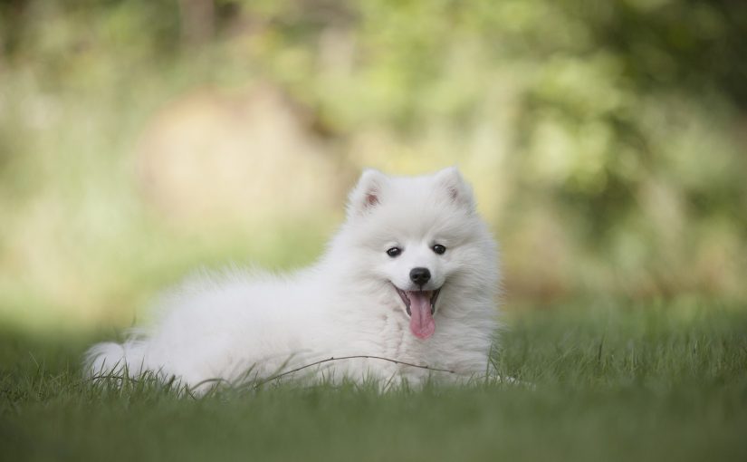 Hondennaam kiezen voor je nieuwe hond.