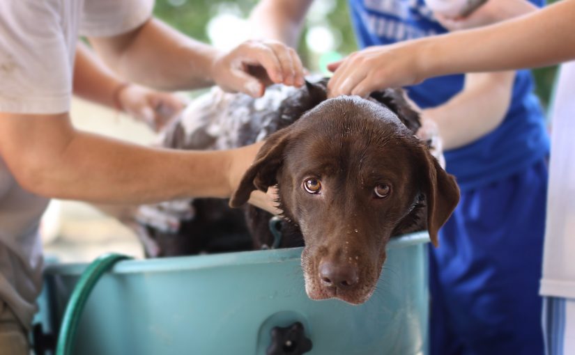 verzorging hond